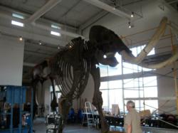 Colombian Mammoth at the Fossil Discovery Center in Chowchilla